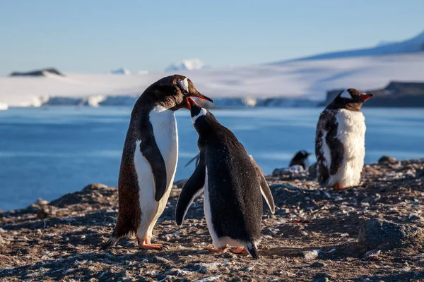 Gentoo pingouin nourrissant poussin, mer et montagnes en arrière-plan, S — Photo