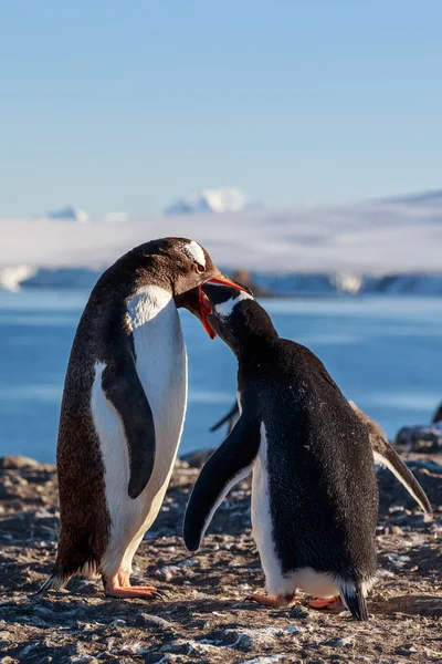 Gentoo pingouin nourrissant poussin, mer et montagnes en arrière-plan, S — Photo