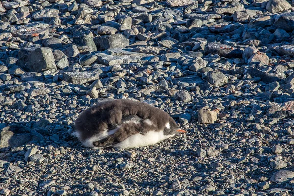 Roztomilý gentoo tučňáka mládě spí na skalách, Jižní Shetlandy — Stock fotografie