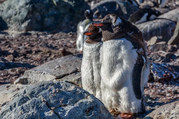 Gentoo penguins pár stojící na skále, Cuverville ostrov, — Stock fotografie