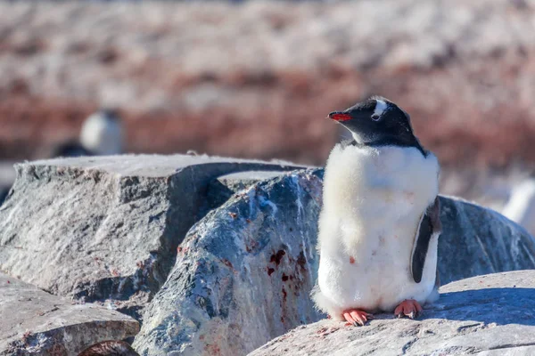 Gentoo pingvin csaj állva a sziklák, a Dél-Shetland Islan — Stock Fotó