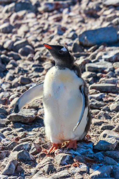 派手なペンギンひよこ南 Shetl 岩の多いビーチでの抱擁を望んでいます。 — ストック写真