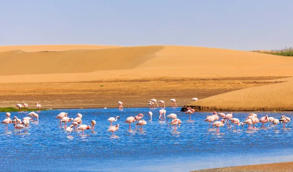 Herde rosafarbener Flamingos marschiert in Kalahari Deser entlang der Düne — Stockfoto