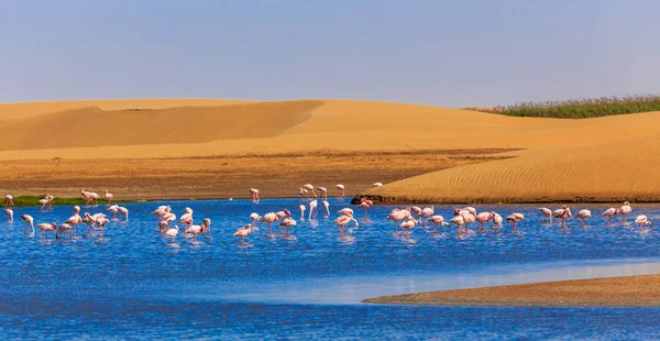 Nyáj rózsaszín flamingó vonult végig a dűne a Kalahári-sivatagba — Stock Fotó