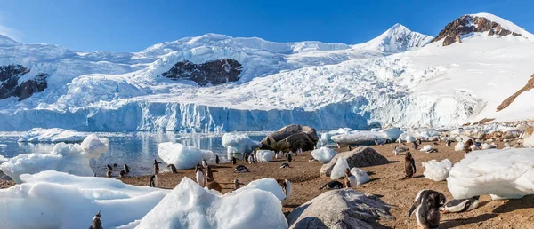 Gentoo penguin avkopplande på stranden bland spridda Isberg en — Stockfoto