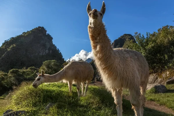 Lamas fressen Gras auf der Wiese mit dem Wayna Picchu Berg in — Stockfoto