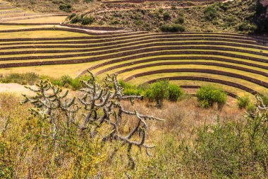 Doğum tarihi İnka agriciltural sitesi Moray daireler, yuvarlak şeklinde 