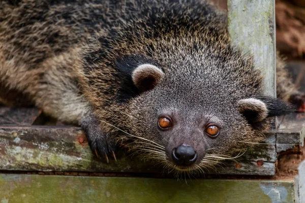 Binturong o philipino bearcat mirando curiosamente, Palawan, Phili — Foto de Stock