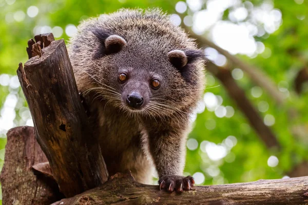 Binturong eller filippinsk bearcat tittar nyfiket från trädet, — Stockfoto