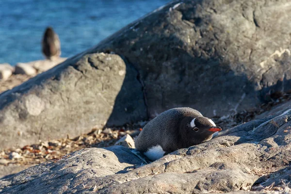 孤独なジェンツー ペンギン、石の上で日光浴 Cuverville 島 — ストック写真