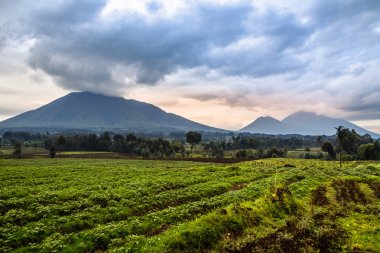 Virunga Volkanı Milli Parkı, yatay, yeşil tarım arazileri fiel