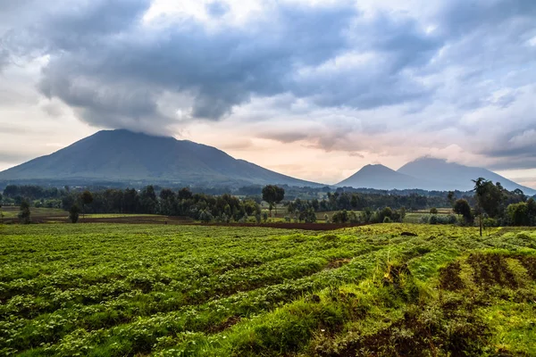 Virunga vulkaan nationaal parklandschap met groene landbouwgrond fiel — Stockfoto