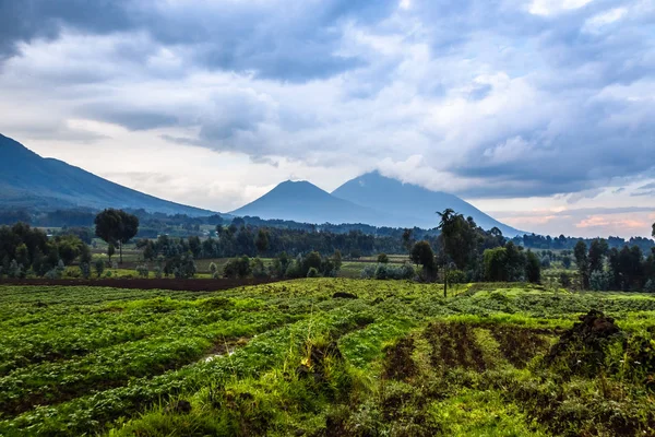 Virunga gunung berapi nasional taman lanskap dengan tanah pertanian hijau — Stok Foto