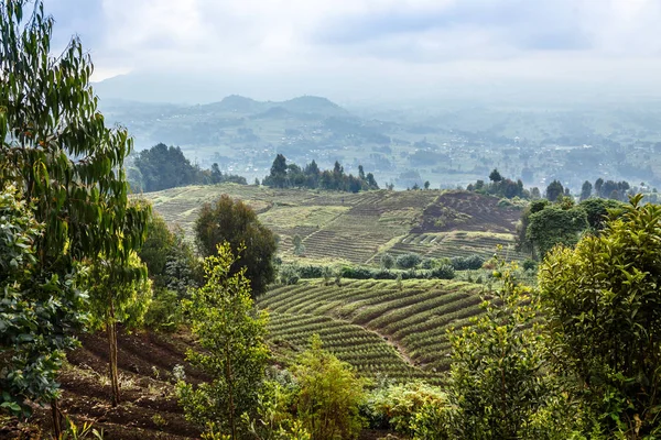 Green farmland fields landscape in Virunga volcano national park