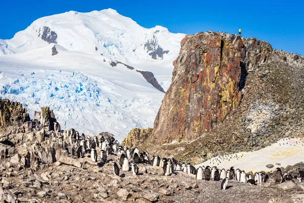 Μεγάλο κοπάδι των πιγκουίνων Παλιόσπιτο στέκεται πάνω στα βράχια με sno — Φωτογραφία Αρχείου