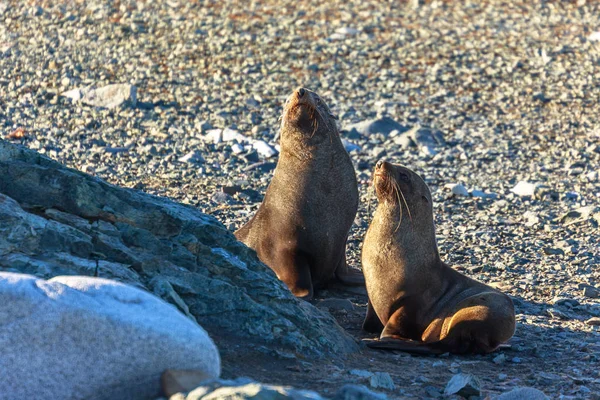Couple of antarctic fur seals playing and barking at each other — Stock Photo, Image