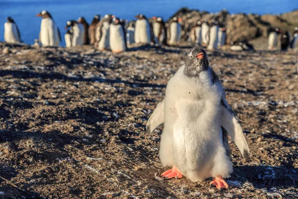 Grappige harige gentoo penguin chick staande aan de voorkant met zijn floc — Stockfoto