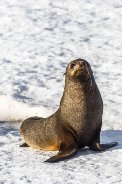 Funny fur seal sitting on the snow beach at Half Moon Island, An
