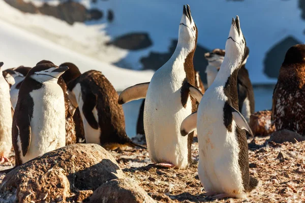 Duet śpiew pingwiny chinstrap piskląt, Wyspa Half Moon, Ant — Zdjęcie stockowe