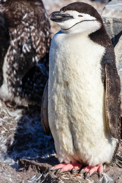 Grappige harige gentoo penguin chick staande aan de voorkant met zijn floc — Stockfoto