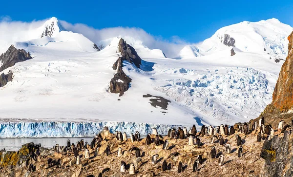 Litoral rochoso com rebanho de pengins gentoo e geleira com ic — Fotografia de Stock