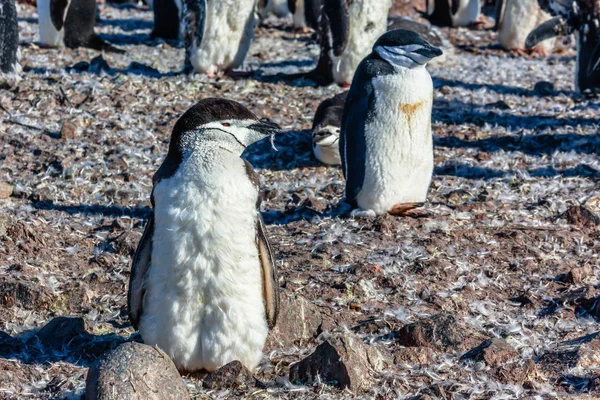 Funny furry gentoo penguin chick standing in front with his floc