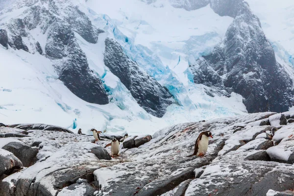 Gentoo pengins περπάτημα στο χιόνι με μπλε παγετώνα στην πλάτη — Φωτογραφία Αρχείου