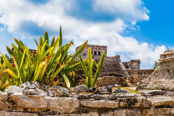 Agava planta en la antigua pared en ruinas con antiguo templo maya en —  Fotos de Stock