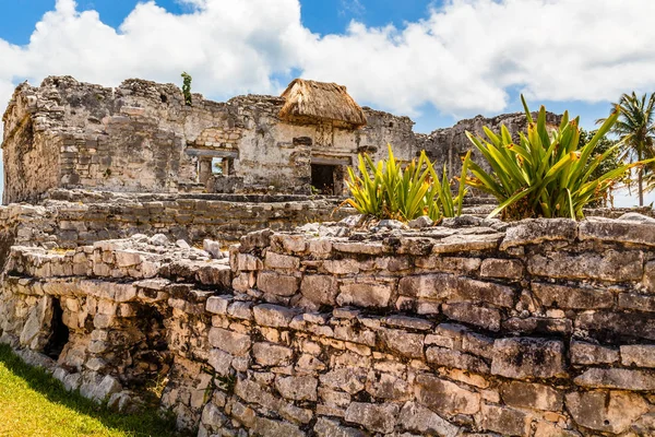 Agava planta na antiga parede arruinada com antigo templo maia em — Fotografia de Stock