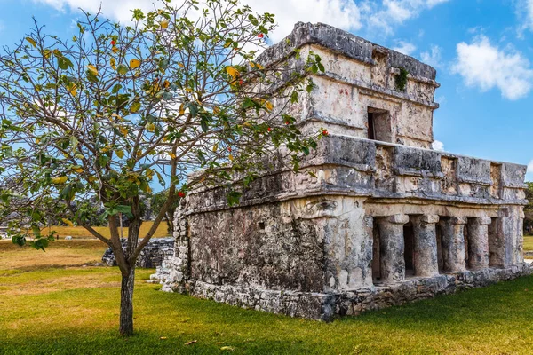 Antigua casa maya arruinada con árbol en el frente, Tulum, Yu — Foto de Stock
