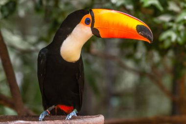 Büyük portakal rainforest dalında oturan toucan fatura