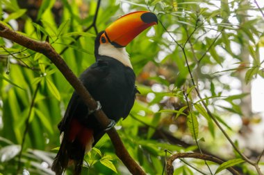 Büyük portakal rainforest dalında oturan toucan fatura