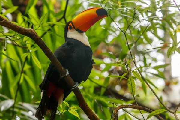 Stora orange faktureras toucan sitter på grenen i regnskogen — Stockfoto