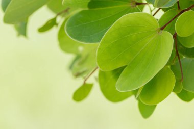 Soyut yeşil izin, doğa sanatı..