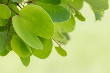 Soyut yeşil izin, doğa sanatı..