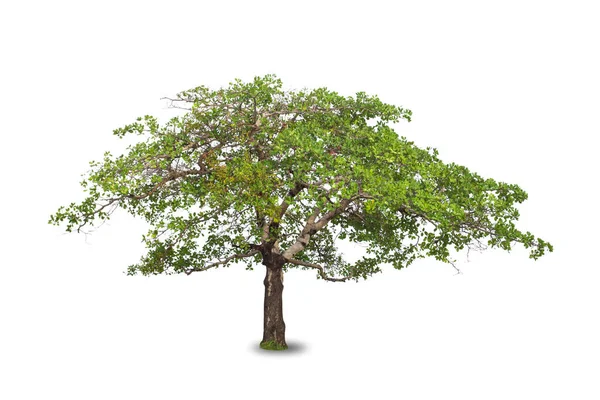 Grande Árvore Tropical Isolada Fundo Branco — Fotografia de Stock