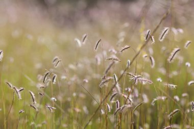 Güneş ışığı alan çimenleri kapat, yaz manzarası arka planı.