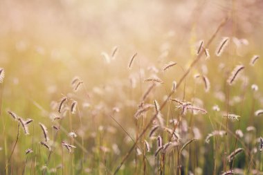Güneş ışığı alan çimenleri kapat, yaz manzarası arka planı.