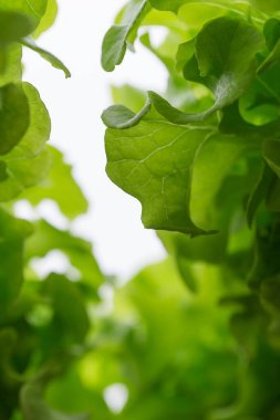 Sera çiftliğindeki yeşil yapraklı hidroponik teknolojiyi kapatın..