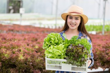 Genç, güzel bir Asyalı kadın çiftliğinden hidrofonik sebze tutuyor. sağlıklı organik bitki yiyeceği.