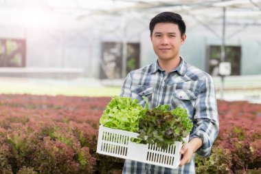 Genç mutlu Asyalı adam çiftliğinden hidrofonik sebze tutuyor. sağlıklı organik bitki yiyeceği.