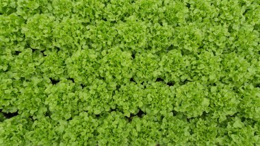 Sera çiftliğinde yüksek kalitede hidrofonik teknoloji yeşil sebze..