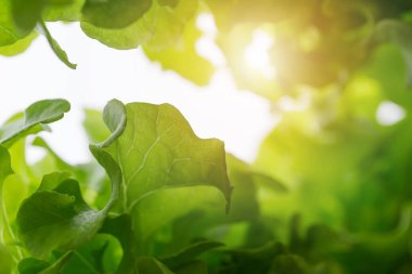 Sera çiftliğindeki yeşil yapraklı hidroponik teknolojiyi kapatın..