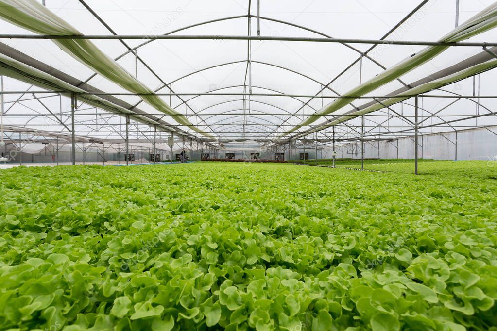 High quality of hydroponic tecnology vegetable in the greenhouse farm. 