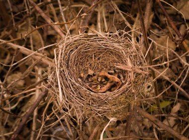 Terk edilmiş kuş yuvası, kuşların sıcak renklerinde bıraktıkları çalıların dallarına düşer..