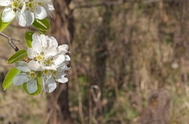 Bulanık arkaplanda beyaz meyve ağacı rengi.