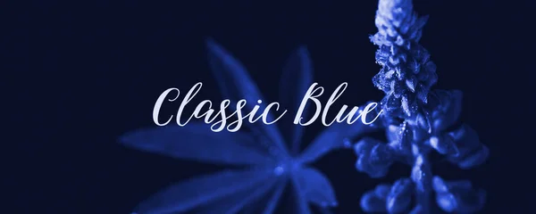 İçinde su olan bir şişede mavi lupin ve 