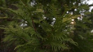 Evergreen thuja dalları güneş ışığının arka planına karşı kapanır