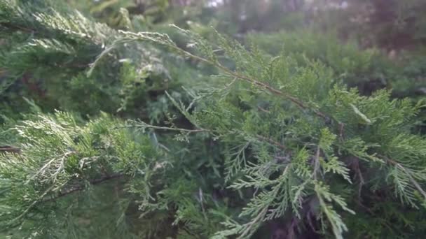 Les branches de genévrier à feuilles persistantes se rapprochent 
