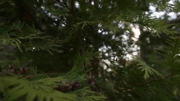 Вічнозелені гілки туї крупним планом на тлі сонячного світла — стокове відео
